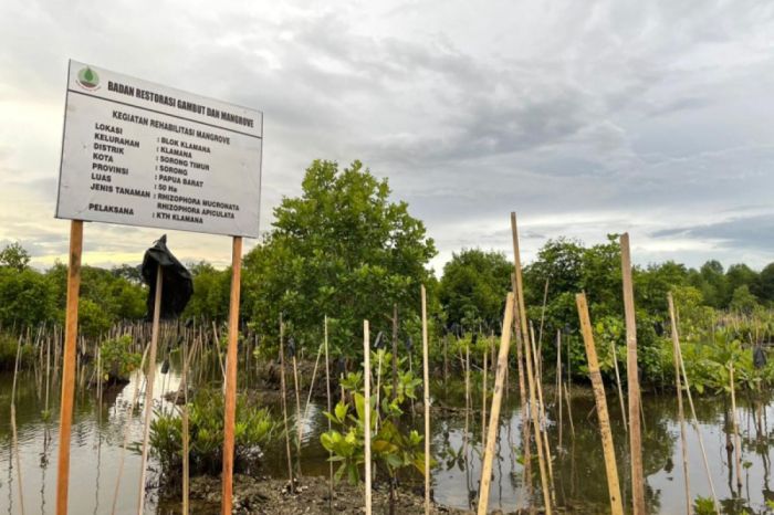 Brgm ajak sejumlah pihak pulihkan ekosistem mangrove lewat silvofishery