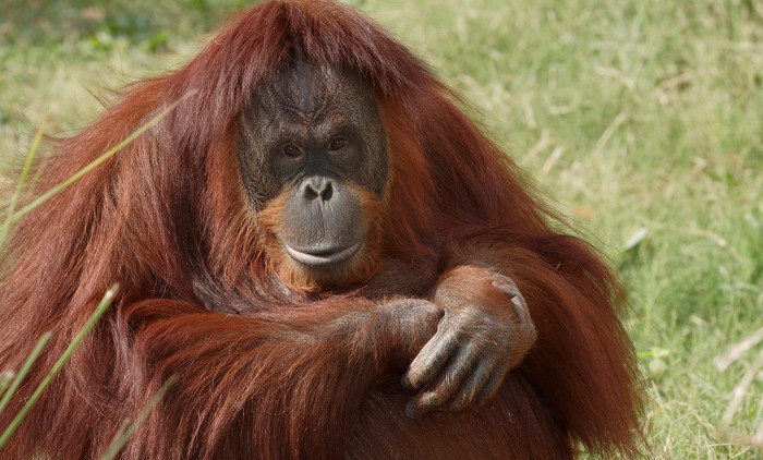 Orangutan kalimantan lahir di kebun binatang di florida as